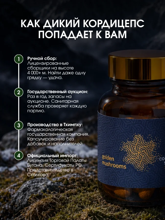 Карточка серии: как дикий кордицепс попадает к вам